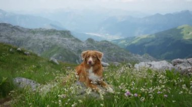 Altın bir köpek, otlar ve çiçeklerle çevrili bir dağ tarlasında sakince oturur. Köpek mutlu görünüyor, dinleniyor ve temiz havanın ve güzel manzaranın tadını çıkarıyor..