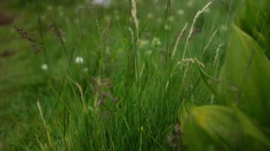 Dağların doğal güzelliklerini yakalayan uzun, vahşi otlar ve çayır bitkilerinin yakın çekimi. Görüntü, bitki örtüsünün canlı yeşil renklerine odaklanır..
