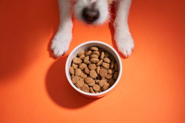 Jack Russell Terrier, umut dolu bir ifadeyle turuncu arka planda bir yemek kasesine bakıyor..