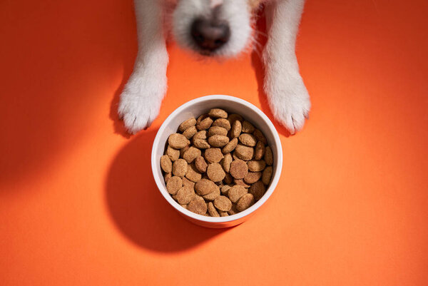 A Jack Russell Terrier looks up at a food bowl on an orange background, with a hopeful expression.