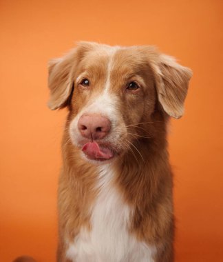 Bir Nova Scotia Duck Tolling Retriever turuncu bir arka planla dudaklarını yalarken yakalandı. Oyunculuk anı köpekle çelişiyor. Tipik sakin tavır..