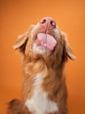 Nova Scotia Duck Tolling Retriever 'ın turuncu arka planlı yakın plan fotoğrafı. Köpek dilindeki şakacı odaklanma portreye mizahi bir dokunuş katıyor..