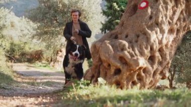 Bir kadın ve Bernese Dağ Köpeği güneşli bir günde bir zeytinliğin doğal çevresini keşfediyorlar..