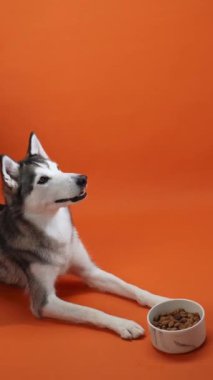 Turuncu arka planda yemek kasesinin yanında yatan Sibirya Husky 'si. Köpek sakin ve sabırlı görünüyor, yemeğini bekliyor..