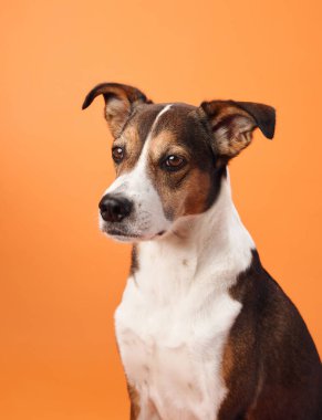 Melez bir köpek, özenli ve düşünceli ifadesini sergileyerek turuncu bir arka plana karşı profilde oturur..