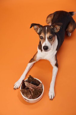 Bir köpek, turuncu arka planda duran şeker kasesine bakıyor. Atış köpeğin merakını ve yiyeceğe olan ilgisini çeker..