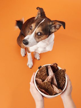 Küçük bir köpek turuncu bir arka planda bir kase ikrama bakıyor. Görüntü köpeğin istekli ifadesini ve zıt renkleri vurgular.