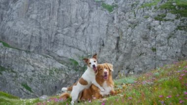 Bir Nova Scotia Duck Tolling Retriever ve bir Jack Russell Terrier kayalık arazi ve aşağıdaki geniş vadi ile çevrili bir dağın tepesinde dinleniyorlar. Köpekler sakin görünüyor. 