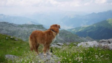 Altında vadiye bakan bir dağ sırtında altın bir köpek duruyor. Köpek sakin görünüyor, çarpıcı manzaraya hayran ve serin dağ melteminin tadını çıkarıyor..