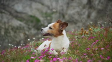 Beyaz ve kahverengi bir köpek kayalık bir dağ yamacında dinleniyor, huzurlu bir çevrede rahat görünüyor. Köpek mutlu görünüyor, sakin ve manzaralı ortamın tadını çıkarıyor..