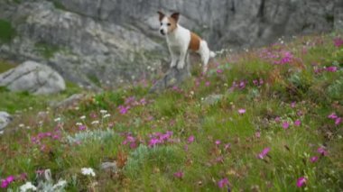  Beyaz ve kahverengi köpek, yüksek uçurumlarla çevrili kayalık bir dağ yamacını keşfeder. Jack Russell Terrier maceracı görünüyor, çevrelerini araştırıyor..