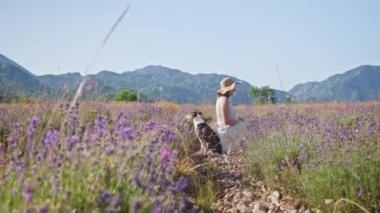 Melez bir köpek, mor çiçekler ve uzak dağlarla çevrili bir lavanta tarlasında duruyor. Manzarası, doğadaki köpek için huzurlu bir an yaratıyor..