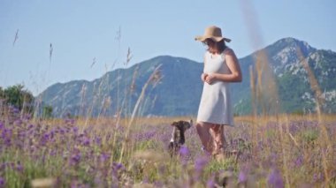 Bir kişi lavanta tarlasında peşlerinde bir köpekle yürüyor. Canlı mor çiçekler ve dağlık arka plan manzaralı ve huzurlu bir yaz yürüyüşü için.