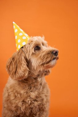 Kıvırcık kürklü bir Labradoodle turuncu bir arka plana karşı duran sarı bir parti şapkası takıyor..