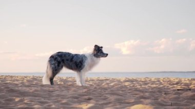 Collie sınırı güneş doğarken kumlu sahilde duruyor. Köpek düşünceli görünüyor, sabahın erken saatlerinde ufka bakıyor..
