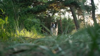 Border Collie uzun çimenlerde uzanıyor, doğal ortama karışıyor. Köpek rahatlamış görünüyor, keşiflere ara veriyor..