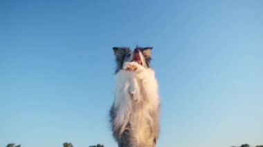 Collie sınırı açık mavi gökyüzüne bakıyor. Köpek dikkatli ve meraklı görünüyor, yukarıdaki bir şeye odaklanmış..