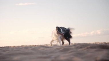 Collie Sınırı, arka planda okyanus manzaralı sahil boyunca yürüyor. Köpek rahat görünüyor, serin esintinin ve açık alanın tadını çıkarıyor..