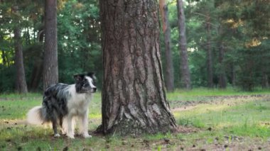 Collie Sınırı ormanda bir ağacın yanında yürüyor. Köpek meraklı görünüyor, ilgi ile doğal çevreyi keşfediyor..