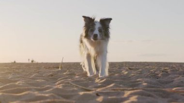 Collie sınırı gün batımında kumlu sahilde yürüyor. Köpek sakin ve rahat görünüyor, akşamın huzurunun tadını çıkarıyor..