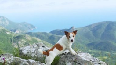 Bir Jack Russell, aşağıdaki deniz manzaralı kır çiçekleriyle çevrili bir uçurumun kenarında güvenle duruyor..