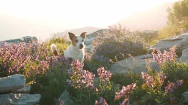 Bir Jack Russell köpeği, güneşli bir sabahta, doğa güzelliğiyle çevrili mor kır çiçekleriyle dolu bir tarlada duruyor..