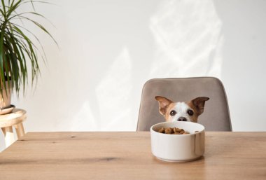 Bir Jack Russell Terrier masada oturup yemek kasesine odaklanmış ve merakla bakıyor. Köpekler dik dik bakarlar ve dik dururlar. Hevesli görünürler..