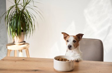 Bir Jack Russell Terrier yemek kasesine bakıp merakını ve ilgisini gösteriyor. Köpekler meraklı ifadeler ve kısmi bakış açıları neşeli bir atmosfer yaratır..