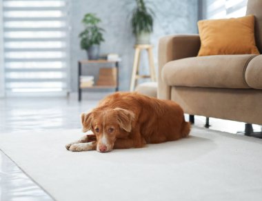Parlak bir oturma odasında dinlenen bir Nova Scotia Duck Tolling Retriever. Köpek rahat ve huzurlu görünüyor, kanepede rahat bir halının üzerinde yatıyor..