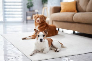Jack Russell Terrier ve Nova Scotia Duck Tolling Retriever rahat bir şekilde yumuşak bir halının üzerinde uzanıyorlar..