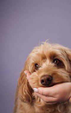 Kıvırcık kürklü bir Labradoodle 'ın yüzü, mor bir arka planda yavaşça dinlenir..