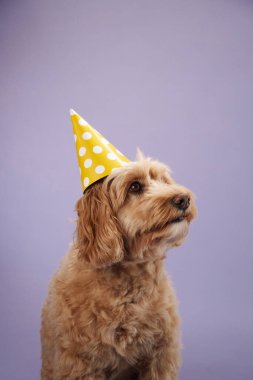 Kıvırcık kürklü bir Labradoodle sarı bir parti şapkası takar ve yukarı bakar, mor bir arka plana bakar..