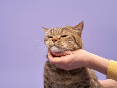 Bir el, içerikli bir kediyi nazikçe okşar, gözleri mutlulukla kapalı, yumuşak mor bir arka plana bakar. İkinci cümle rahatlatıcı ve sevgi dolu bir etkileşimi vurguluyor..