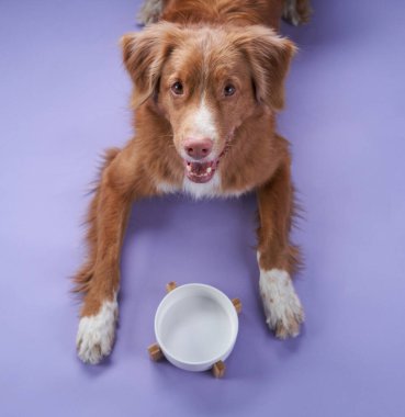 Bir Nova Scotia Duck Tolling Retriever, patilerinin arasında boş bir kâseyle mor bir arka planda oturur..