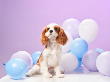 Şövalye Kral Charles Spaniel, beyaz bir platformda pastel renkli balonlarla çevrili olarak oturuyor. Köpek neşeli ve memnun görünüyor..