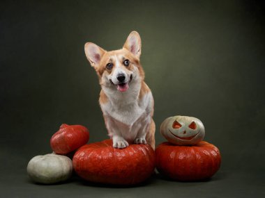 Bir Corgi, Cadılar Bayramı balkabaklarıyla karanlık bir arka planda poz verir. Cazibesini ürkütücü bir atmosferle harmanlar..