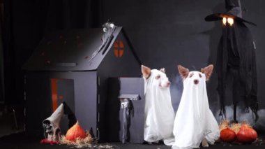 Cadılar Bayramı süslemeleri olan perili bir evin yanında hayalet gibi giyinmiş iki Sınır Köpeği. Karanlık ortam ürkütücü atmosfere ekleniyor..