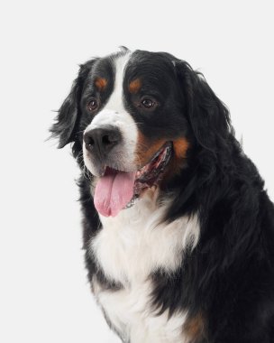 Bernese Dağ Köpeği 'nin portresi. Beyaz arka planda oturuyor. Dili dışarıda. Köpek neşeli ve mutlu görünüyor..