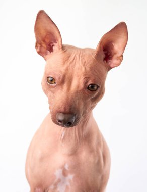 Meraklı bir Amerikan Kılsız Teriyer köpeği başını hafifçe eğerek beyaz bir arka plana doğru kameraya bakıyor..