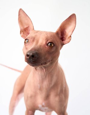 Uyanık bir Amerikan Kılsız Teriyer köpeği kameraya dikkatle bakar ve odaklanmış davranışını yakalar..