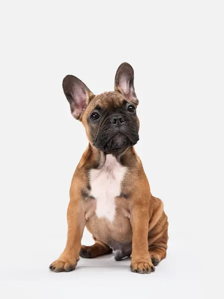 stock image A sitting French Bulldog puppy is facing the camera with a curious expression on a neutral background. The image captures the puppy erect ears and strong build.