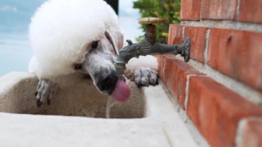 Beyaz bir kaniş, tuğla bir duvara bağlı bir musluktan su içer. Köpek, susuzluğunu dışarıda huzurlu bir ortamda gidermeye odaklanmış..