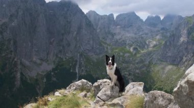 Bir sınır çobanı kayalık bir dağ sırasına tepeden bakan çimenli bir çıkıntıya dayanır. Köpek rahat görünüyor, temiz havanın ve çarpıcı manzaranın tadını çıkarıyor..