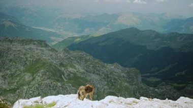 Melez ırk, aşağıdaki engin vadiye tepeden bakan bir dağın kıyısında duruyor. Köpek maceraperest görünüyor, manzaranın tadını çıkarıyor..