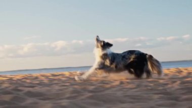 Collie sınırı arka planda güneş batarken sahil boyunca koşuyor. Köpek enerji dolu görünüyor, akşam havasının ve açık alanın tadını çıkarıyor..