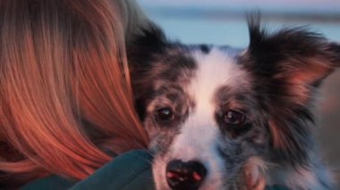 Sahibi tarafından sevgiyle tutulan bir Collie Sınırı 'nın yakın çekimi. Köpek sakin ve güvenli görünüyor, sıcaklığın ve sevginin tadını çıkarıyor..