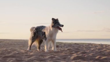 Border Collie kumlu bir plajda enerjik bir şekilde oynuyor, hareket ederken kumu tekmeliyor. Köpek hayat ve neşe dolu görünüyor, açık havanın tadını çıkarıyor..