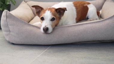 Köpek yatağında dinlenen bir Jack Russell Terrier. Köpek rahat ve memnun görünüyor, dinlenmenin tadını çıkarıyor..