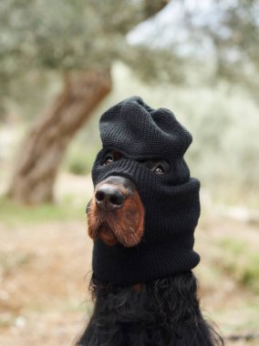 Siyah şapkalı, mizah ve tarz sahibi bir köpek dışarıda oturuyor. Şapka ve doğal arka plan kombinasyonu görüntüye yaratıcı ve oyuncu bir hava veriyor..