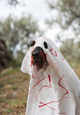 Bir köpek beyaz çarşaf ve kırmızı işaretli bir hayalet gibi giyinmiş, dışarıda duruyor. Ürkütücü kostüm doğal ortamla çelişiyor, neşeli bir Cadılar Bayramı sahnesi yaratıyor..